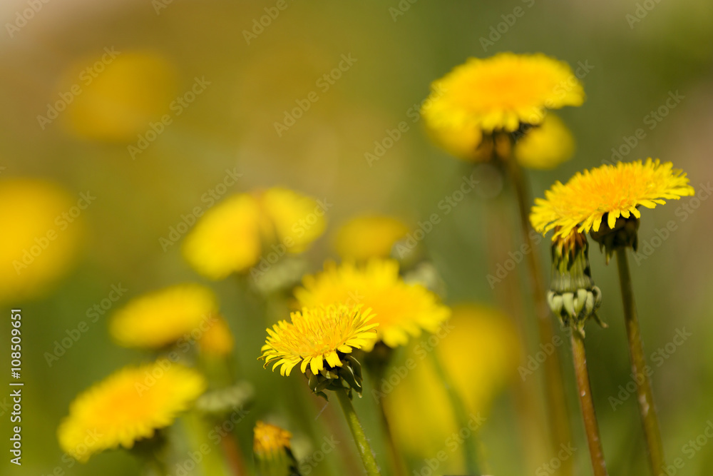Yellow dandelion on a green background Yellow dandelion on a green background