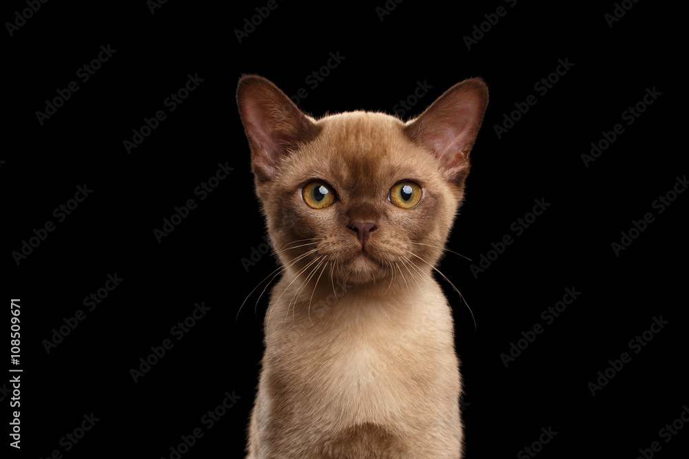 Closeup portrait of Burmese kitten beige fur on Isolated black