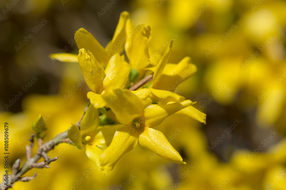 Yellow blossoms of forsythia Yellow blossoms of forsythia