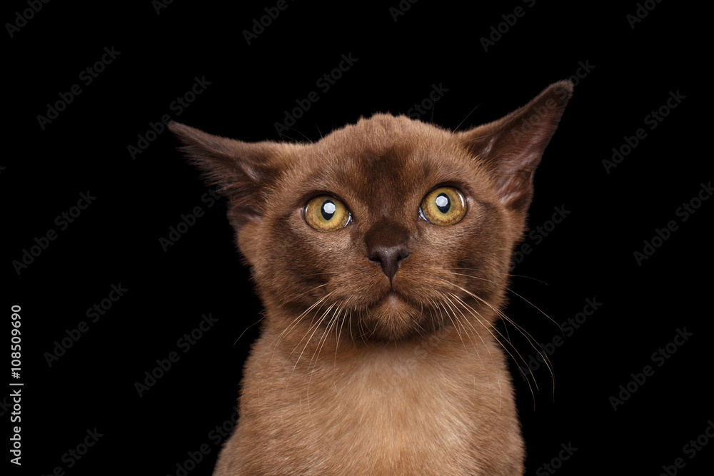 Closeup Portrait of Burmese kitten Curious Looking in Camera Isolated