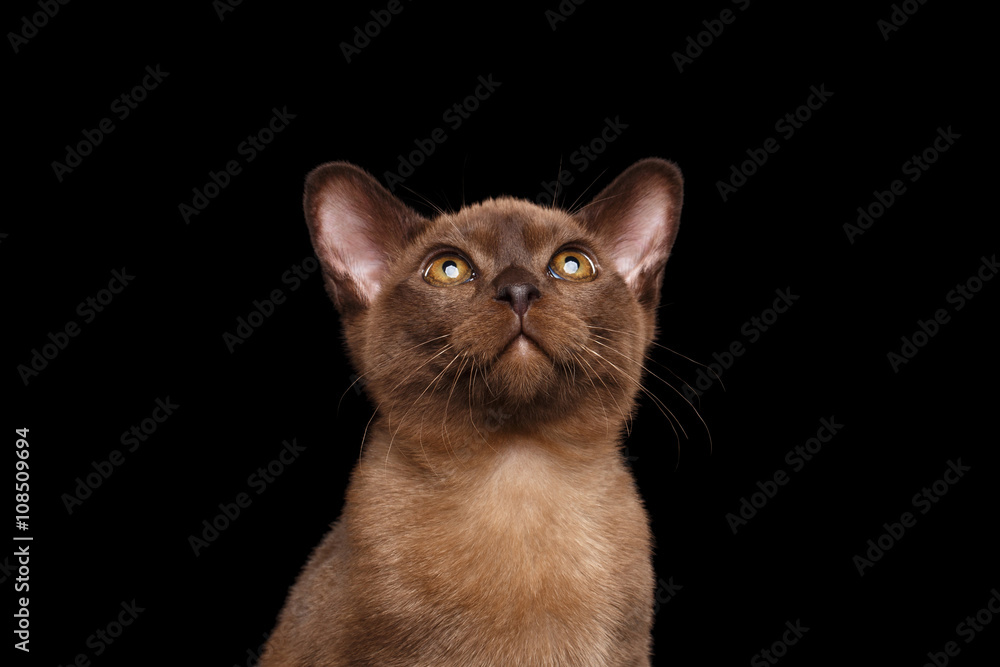 Closeup Portrait of Burmese kitten Curious Looking up Isolated black