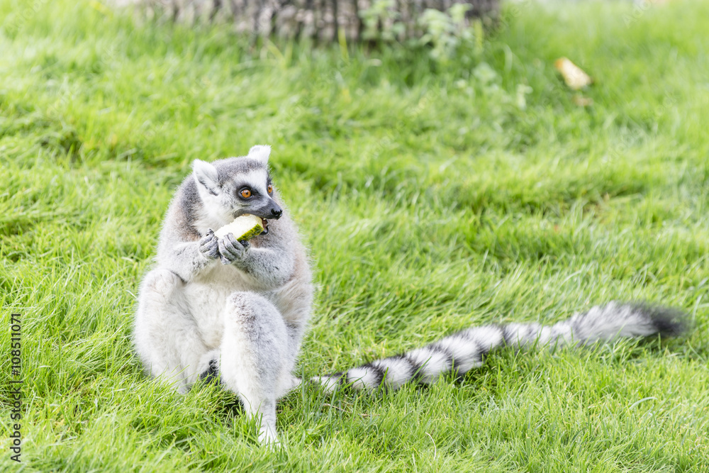 The lemurs (ring-tailed lemur) eating apple.