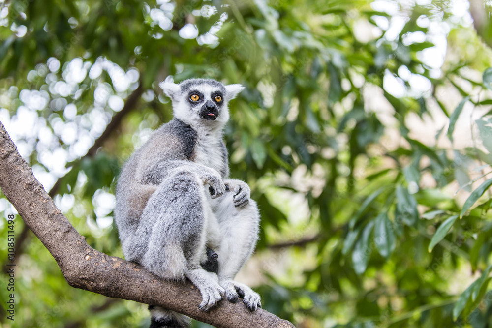 Fototapeta premium The ring-tailed lemur (catta)