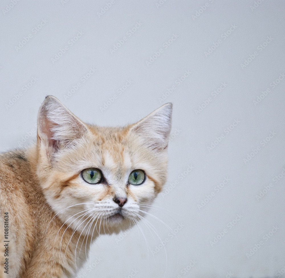 close up portrait of sand cat with blue grey background