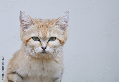 closeup sand cat portrait with grey blue background