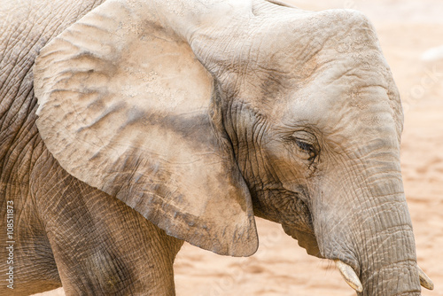 African elephant, a close-up portrait. 