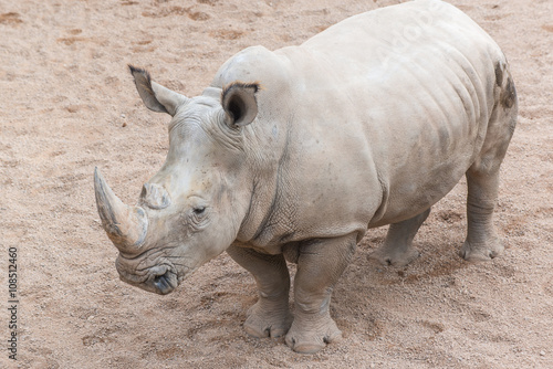 African  rhino
