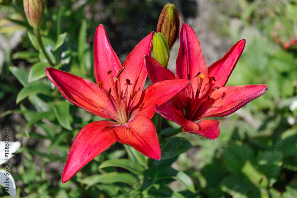 Wild lily . Wildflowers.
Far East wildflowers . Wild lily .