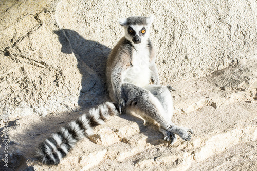 The ring-tailed lemur (catta) sitting under the sun.