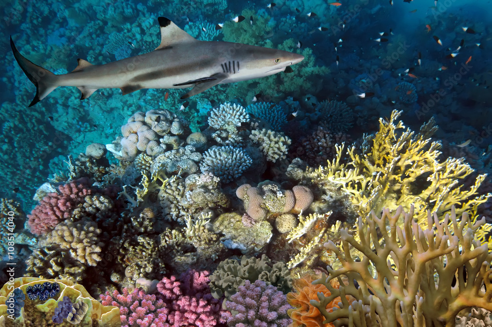 Fototapeta premium colorful underwater coral reef and big angry hungry shark