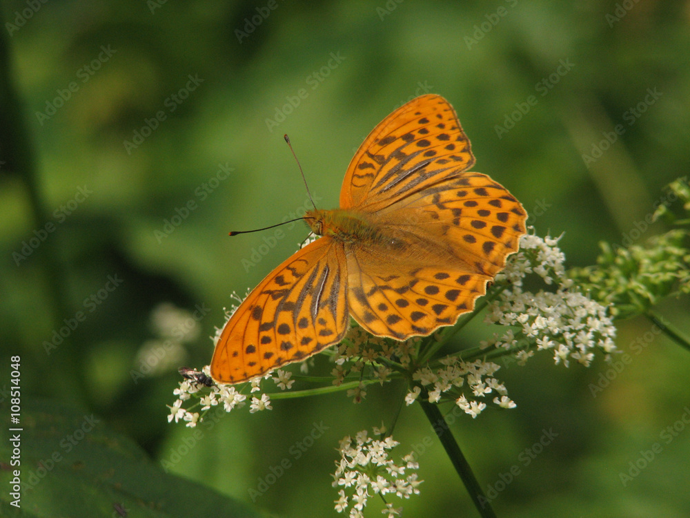 Silver-washed fritillary Silver-washed fritillary