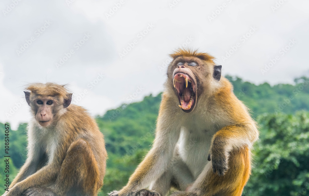 Detailed image of a Sri Lankn monkey (red faces macaque)