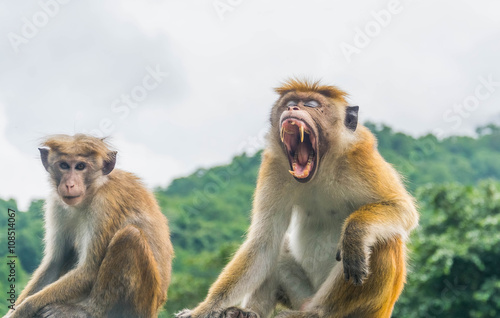Detailed image of a Sri Lankn monkey  red faces macaque 