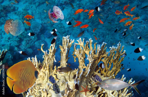 Underwater scene, showing d...