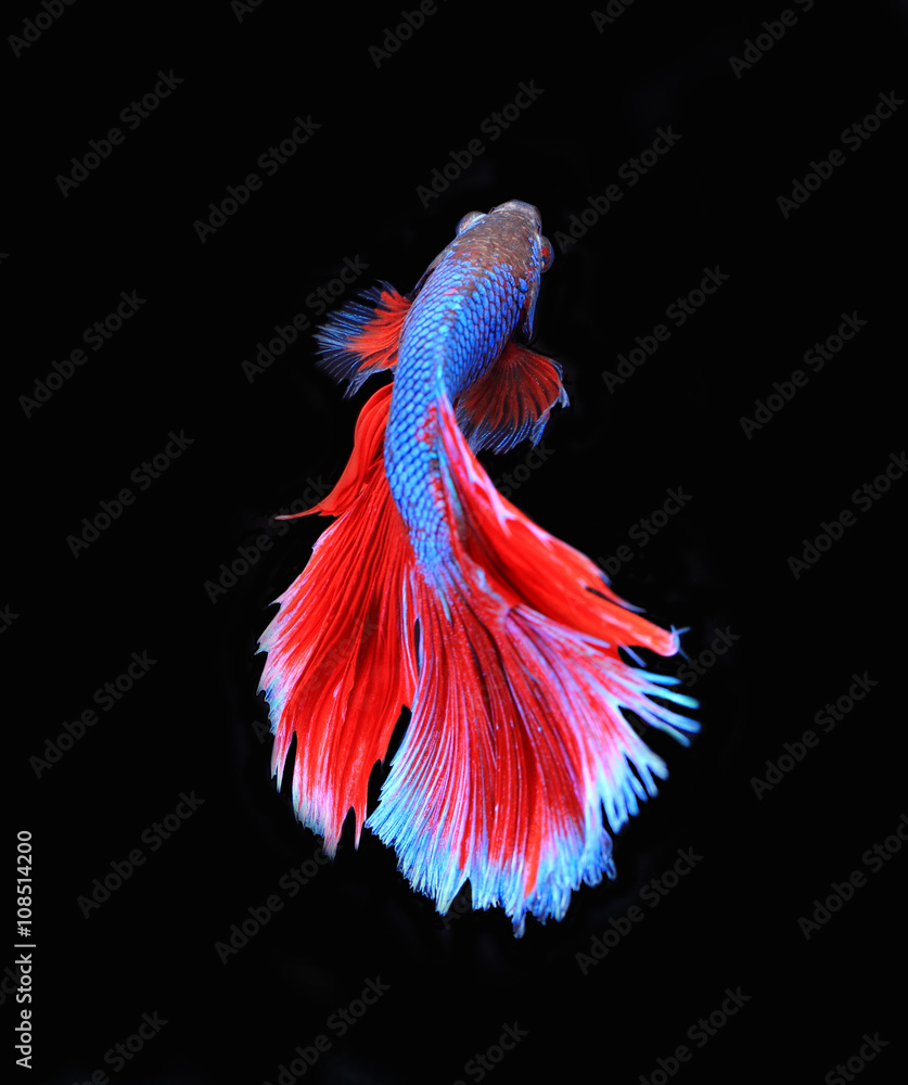 Obraz premium Red and blue siamese fighting fish, betta fish isolated on black