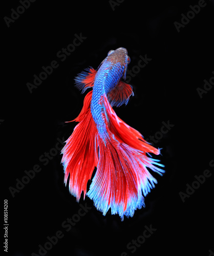 Red and blue siamese fighting fish, betta fish isolated on black