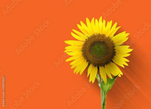 Fototapeta Naklejka Na Ścianę i Meble -  Sunflower on orange background with clipping path