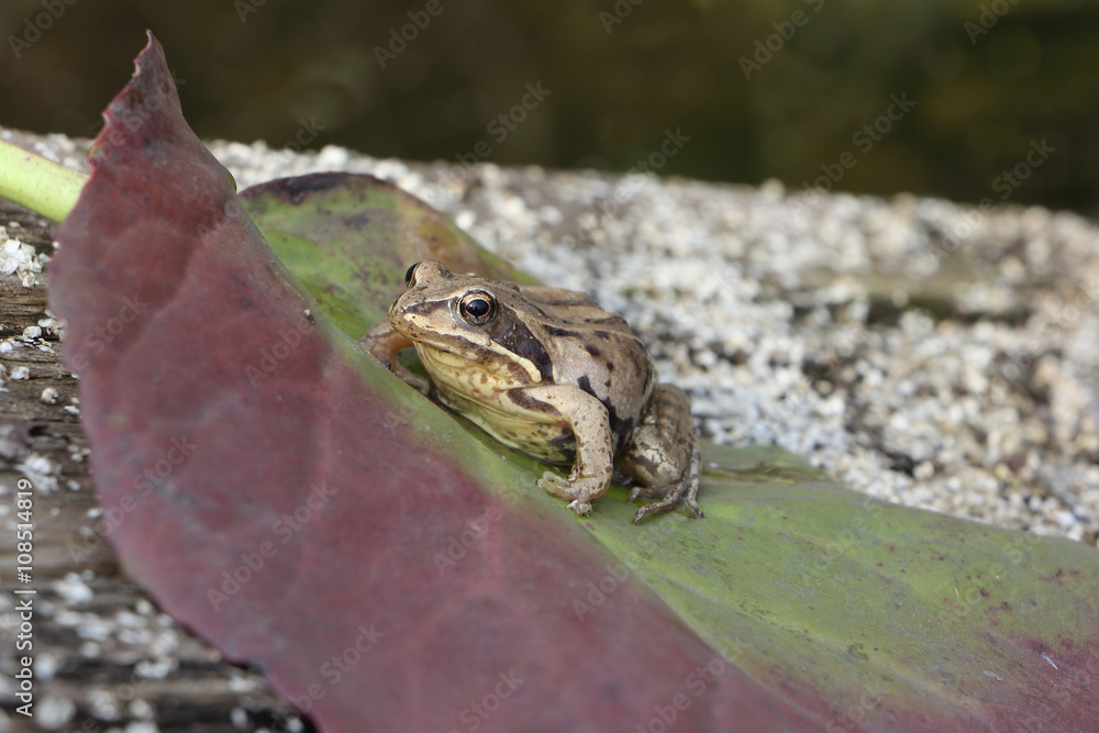 The frog sitting on a green leaf The frog sitting on a green leaf