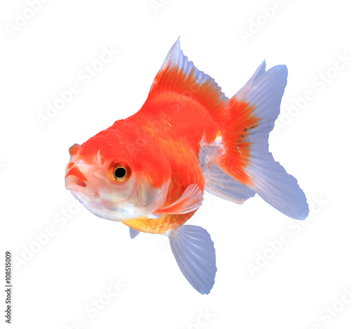 Oranda goldfish isolated on white, high quality studio shot manu