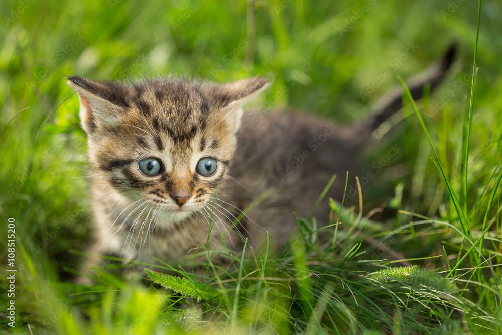 Little tabby kittens on green grass Little tabby kittens on green grass