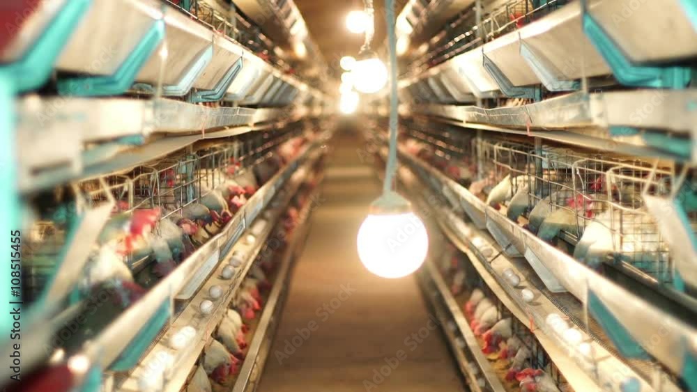 Many hens production on huge poultry farm. Many hens production on huge poultry farm.