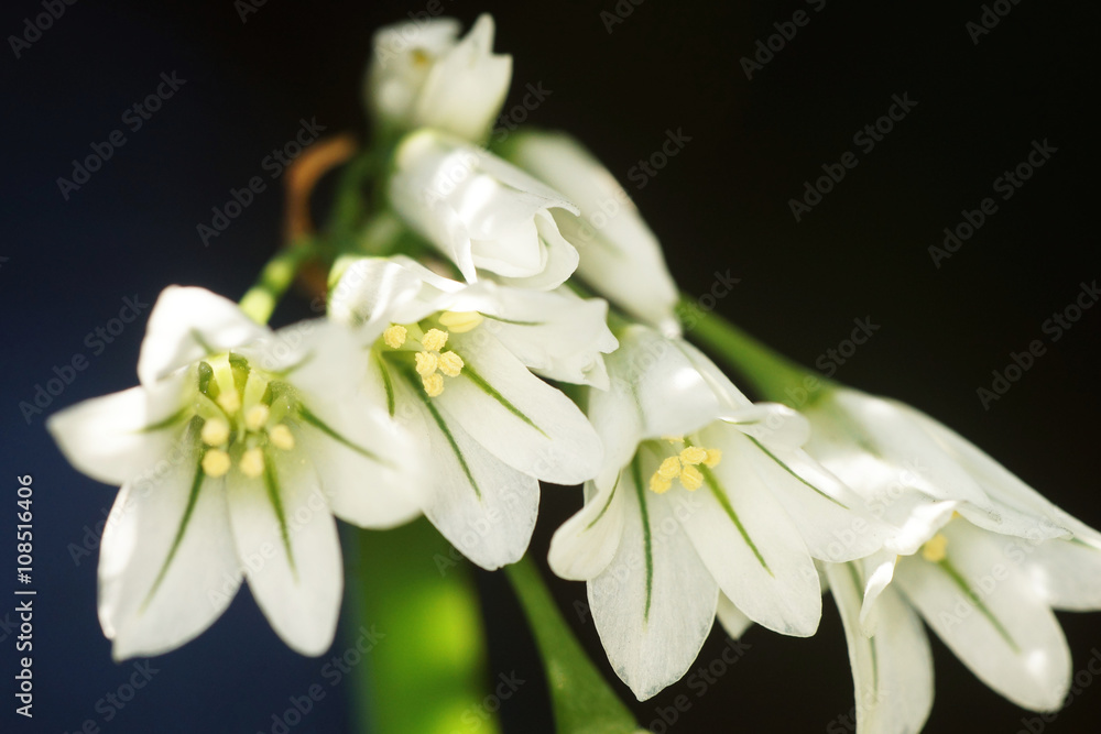 Three Cornered Leek, Allium triquetrum Three Cornered Leek, Allium triquetrum