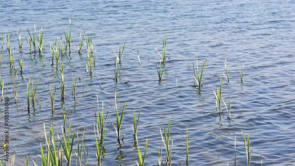 Close up of river waves with green canes. Slowly Close up of river waves with green canes. Slowly