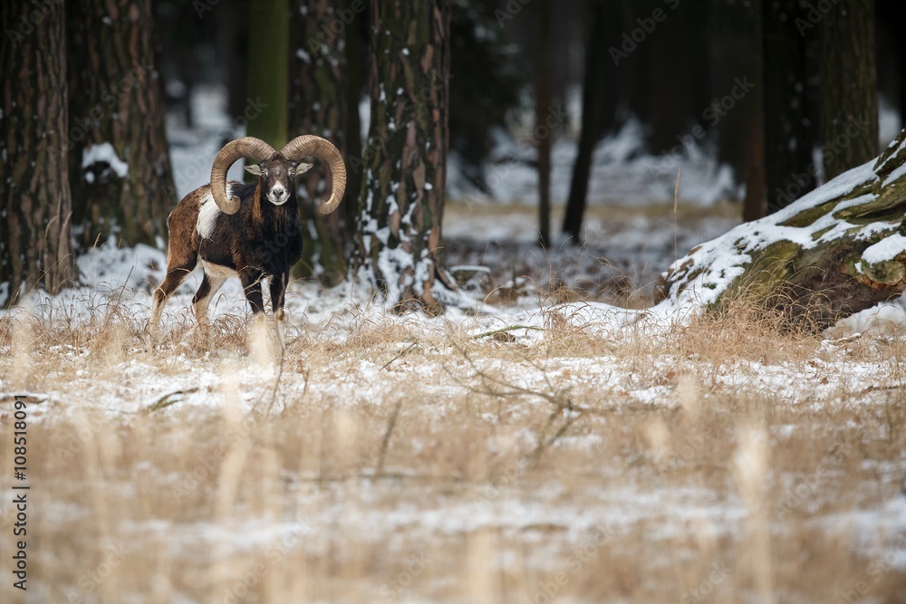 Fototapeta premium big european moufflon in the forest/big moufflon in the forest