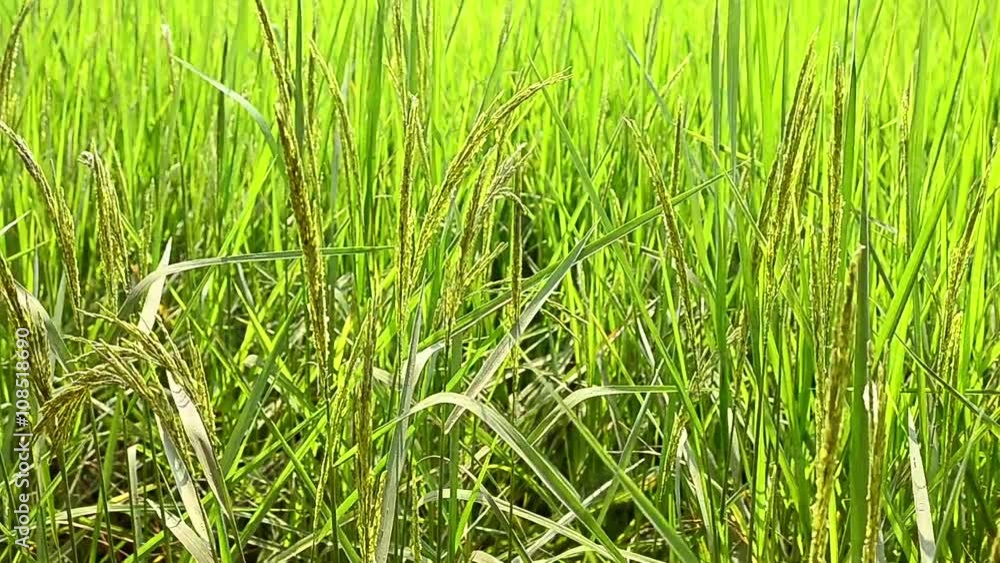 Moving nature green rice with wind Moving nature green rice with wind