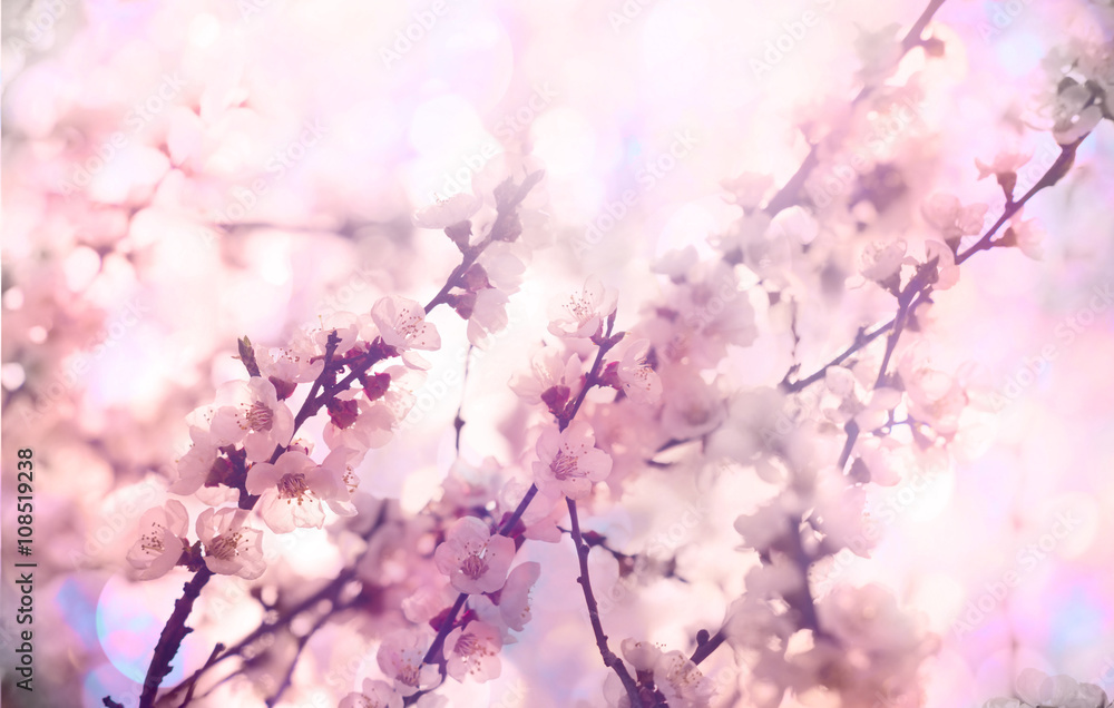 Flowers of the cherry blossoms