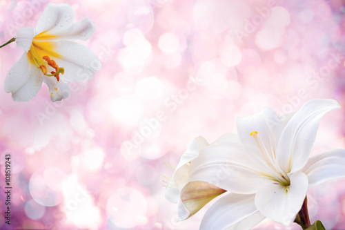 Fototapeta Naklejka Na Ścianę i Meble -  background with lily