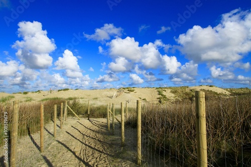 dunes of the Touquet ( France)