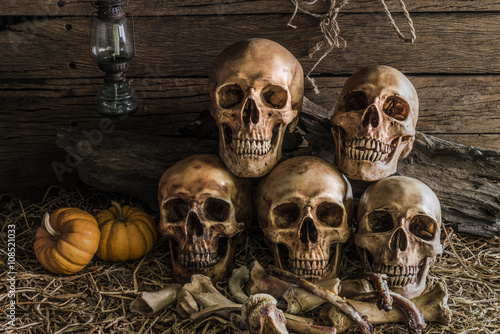 still life with five human skulls in barn