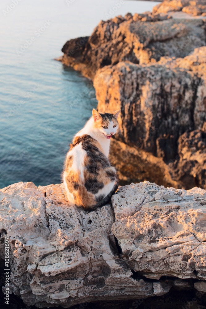 Funny cat onthe sea coast