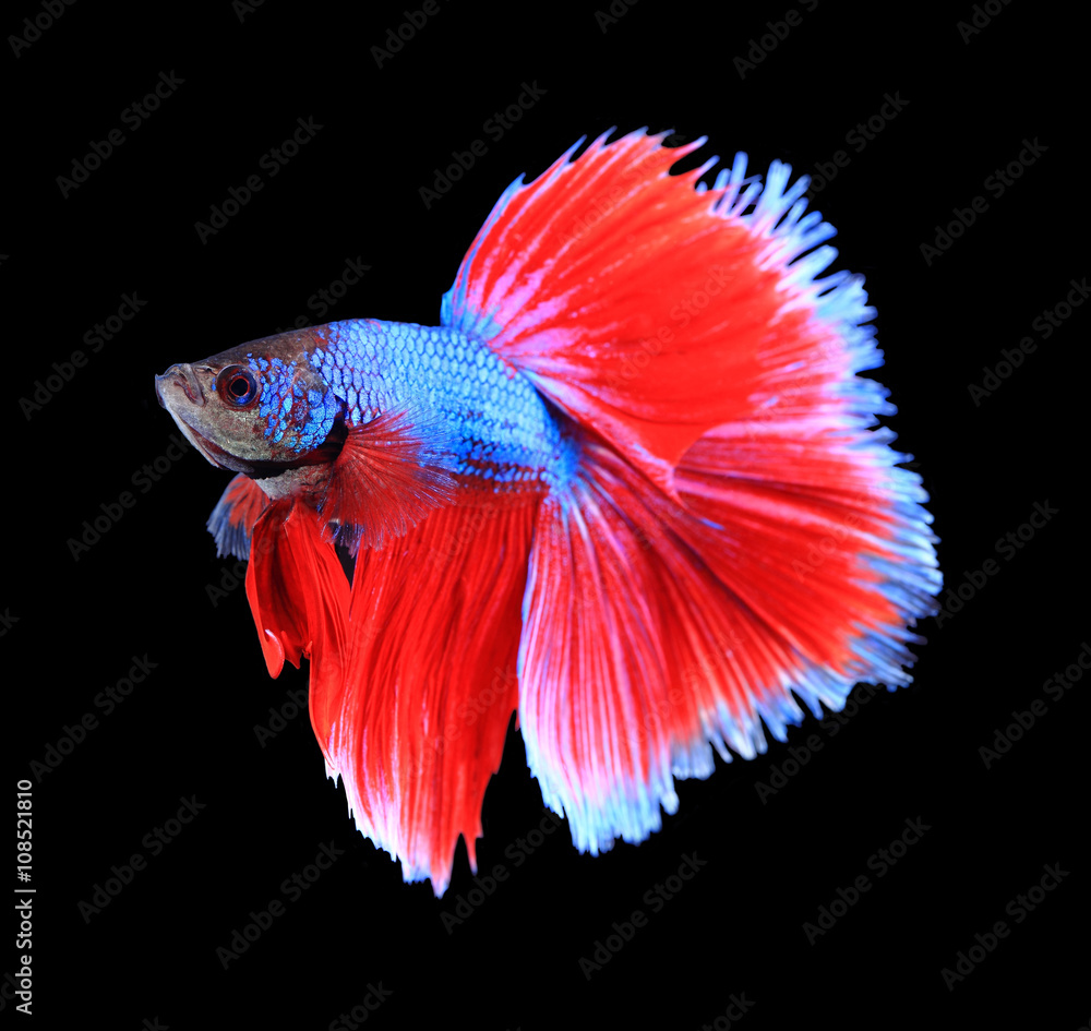 Red and blue siamese fighting fish, betta fish isolated on black Red and blue siamese fighting fish, betta fish isolated on black