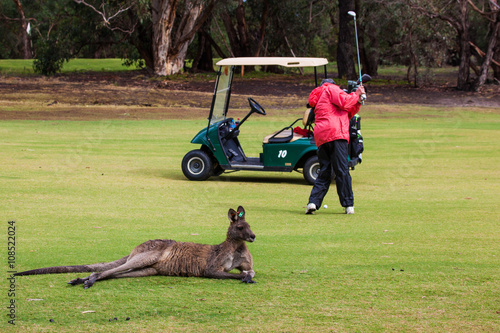 Kangaroo on the golf course, Australia
