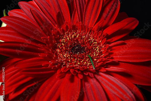 Close up of red daisy gerbera flower on black background. Lights