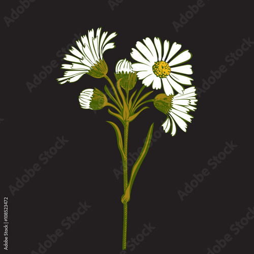 Hand drawn colorful bouquet of chamomile flowers isolated on black