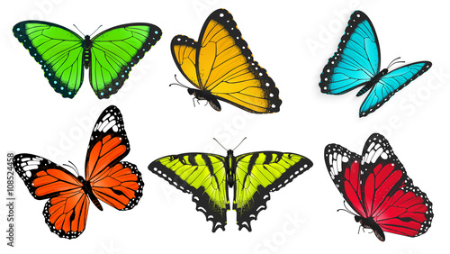 Set of realistic  bright and colorful butterflies  butterfly vector illustration