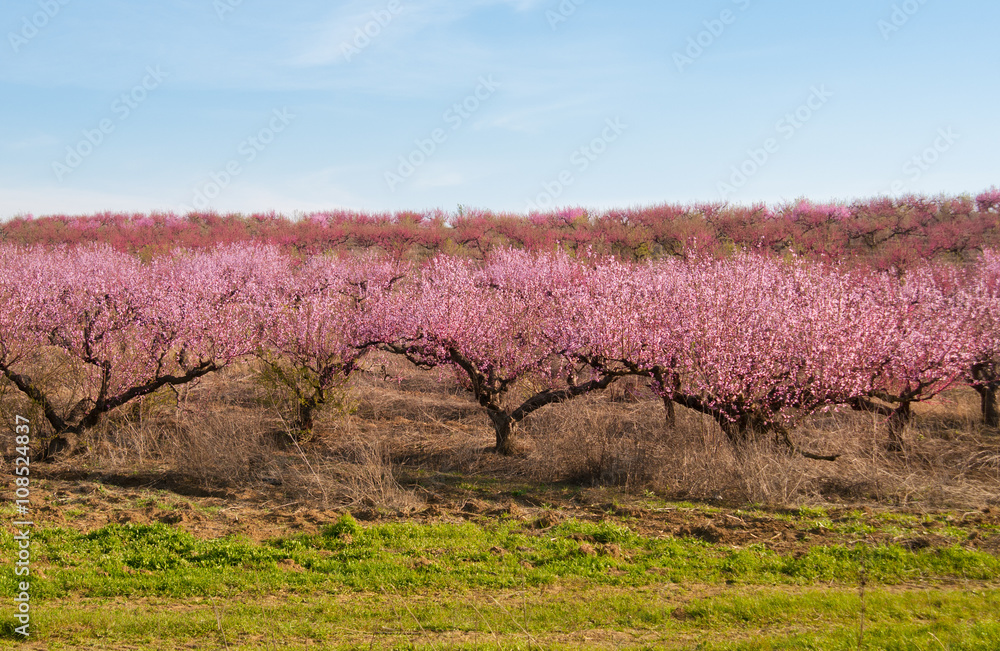 blooming peach trees
