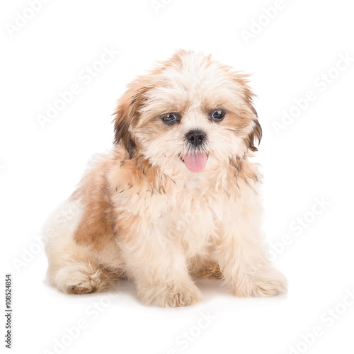 Fototapeta Naklejka Na Ścianę i Meble -  Shih-tzu puppy posing isolated on white background