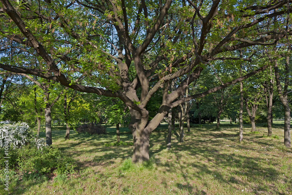 Tree in the springtime / Old tree with big branches, situated in the park, giving light shadow