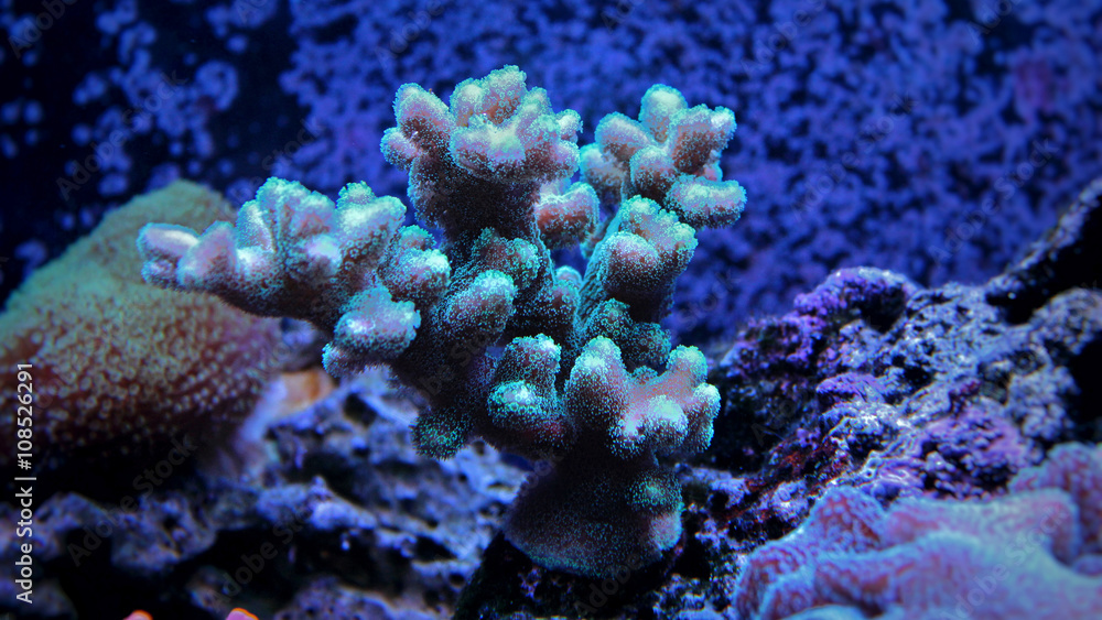 Naklejka premium Stylopora green coral