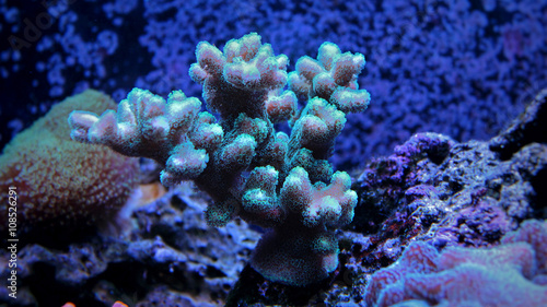 Stylopora green coral