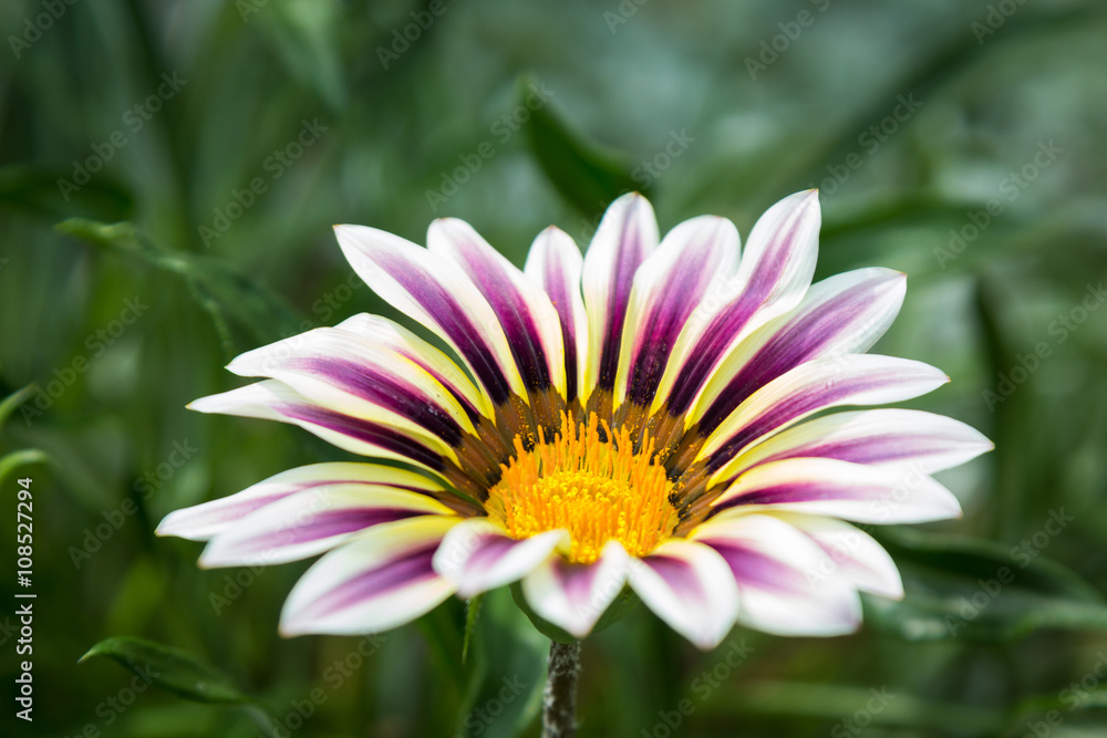White and purple gazania cultivar on green background White and purple gazania cultivar on green background