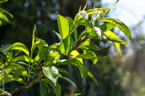 peach tree in spring