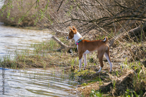 Basenji dogs walk in the park. Spring