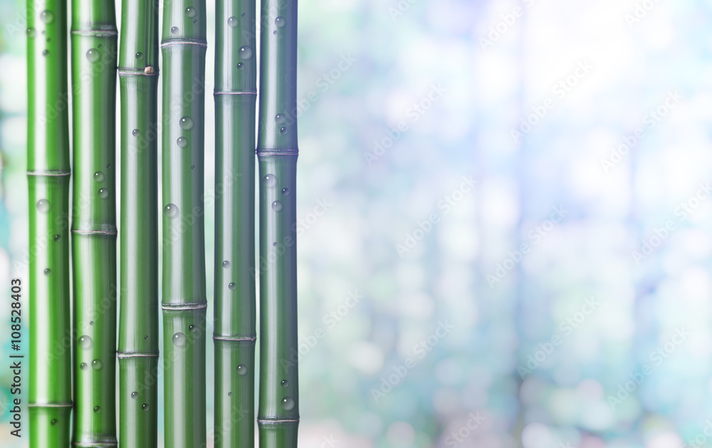 Obraz premium green bamboo background