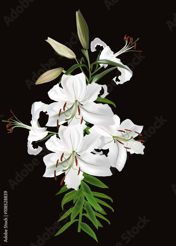 Fototapeta Naklejka Na Ścianę i Meble -  five white lily blooms on black