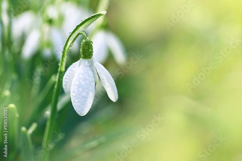 Early spring snowdrops (Galanthus nivalis)